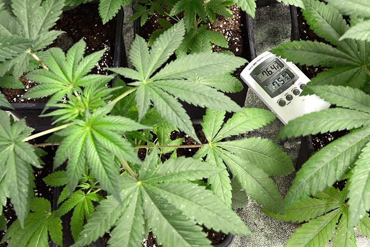 How To Get The Best Temperature For Indoor Marijuana Bonza