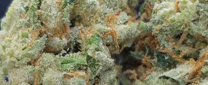 Bruce Banner Odor and Flavors