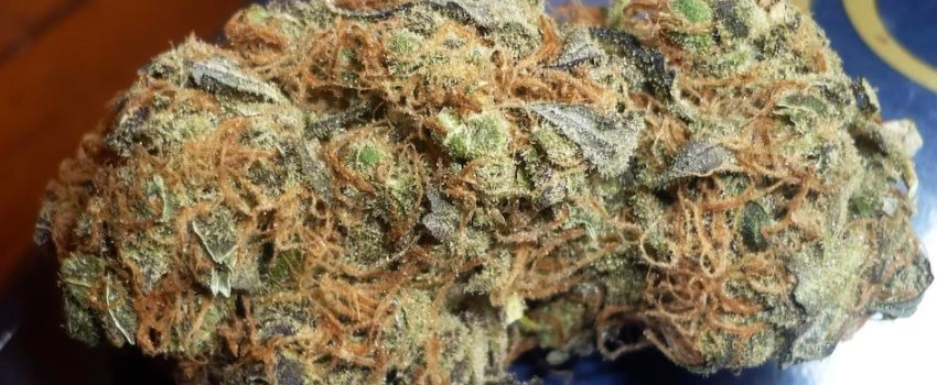 Critical Mass Odor and Flavors