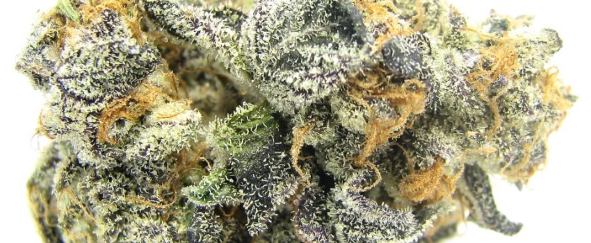 Blue Cookies Medical Use and Benefits