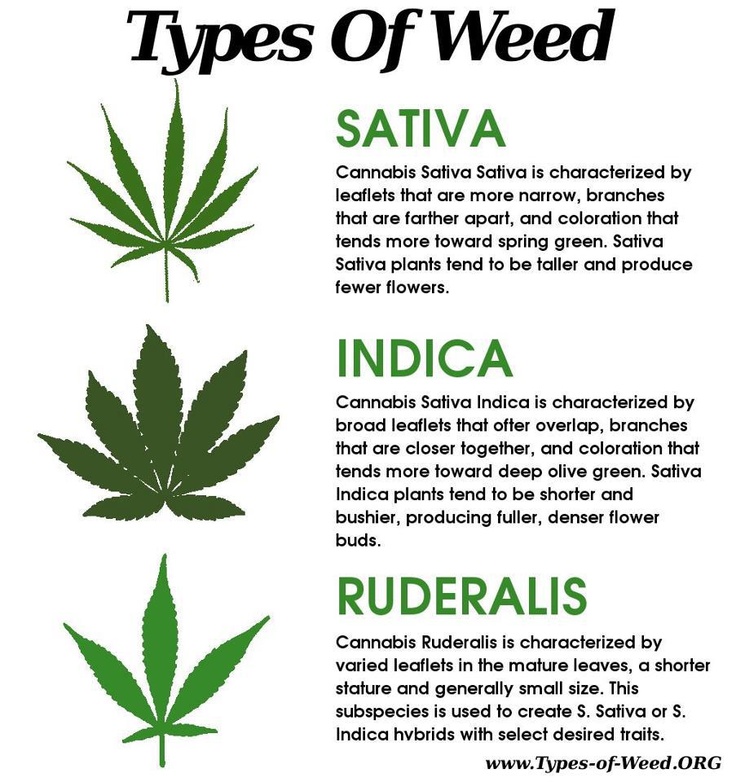different-types-of-cannabis-plants-bonza-blog