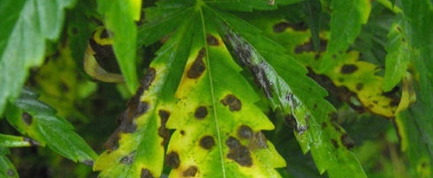 Leaf Septoria (Yellow leaf Spot)