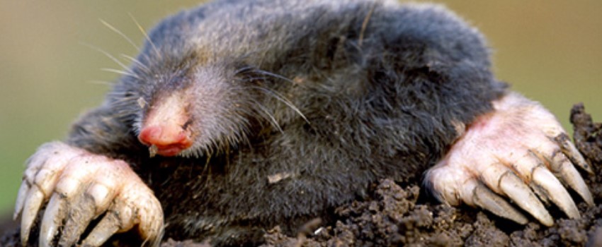 Gophers and Moles