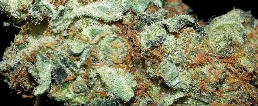 Juicy Fruit Odor and Flavors