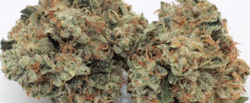 King Louis XIII Medical Use and Benefits