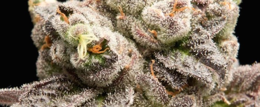 Mendocino Purps Odor and Flavors