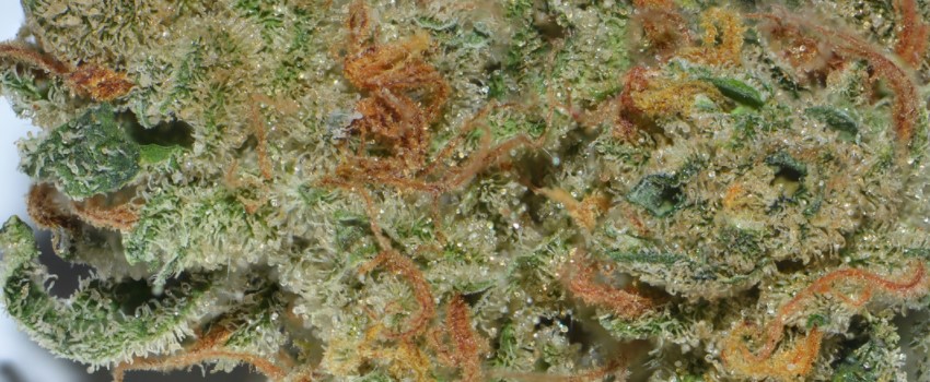 Silver Haze Medical Use and Benefits