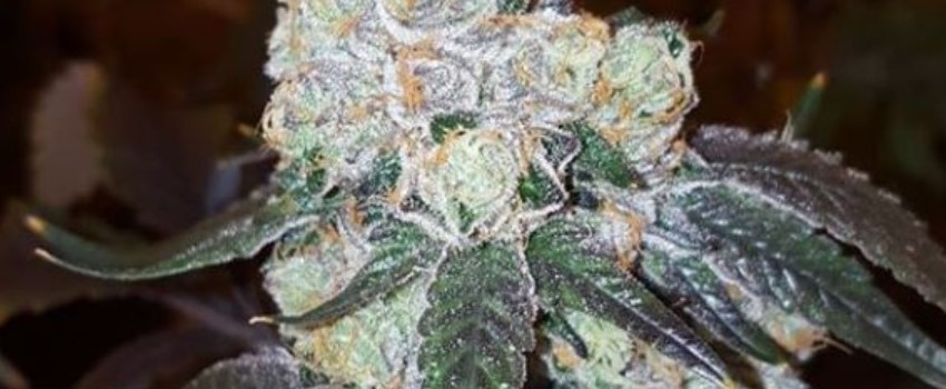 Thin Mint Girl Scout Cookies Medical Use and Benefits