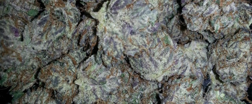 Blackberry Odor and Flavors