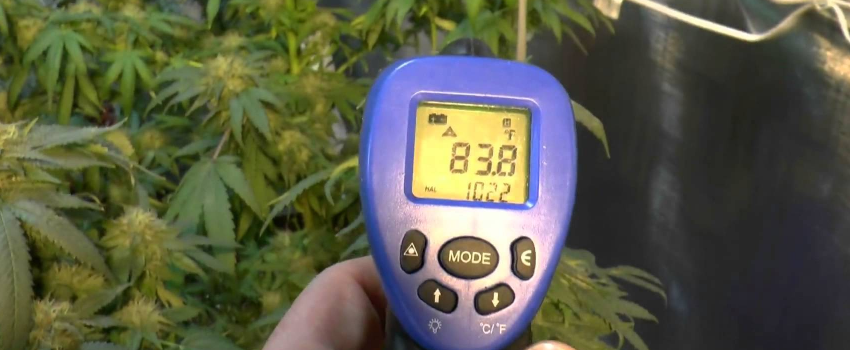 Adjusting the Temperature in the Weed Room