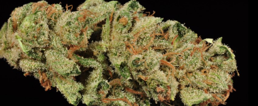Ghost Train Haze Medical Use and Benefits