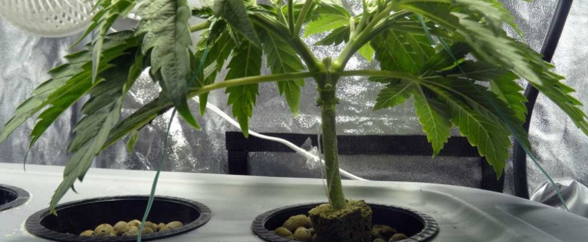 Growing Your Plant in 5 Steps