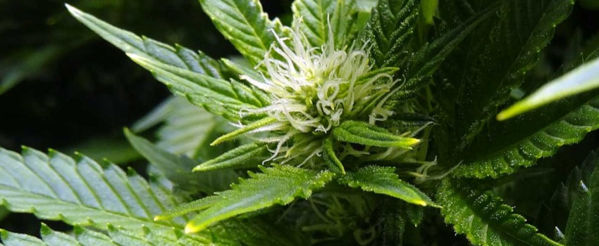 When Cannabis Plants Flower