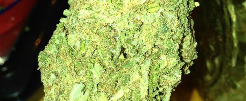 Pineapple Trainwreck Medical Use and Benefits