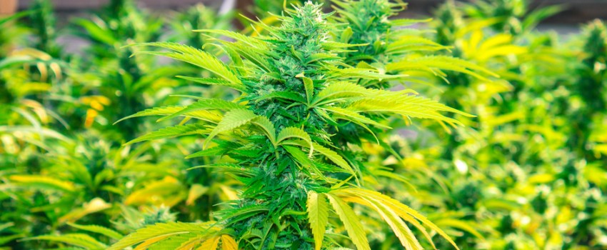 Cultivators supporting marijuana