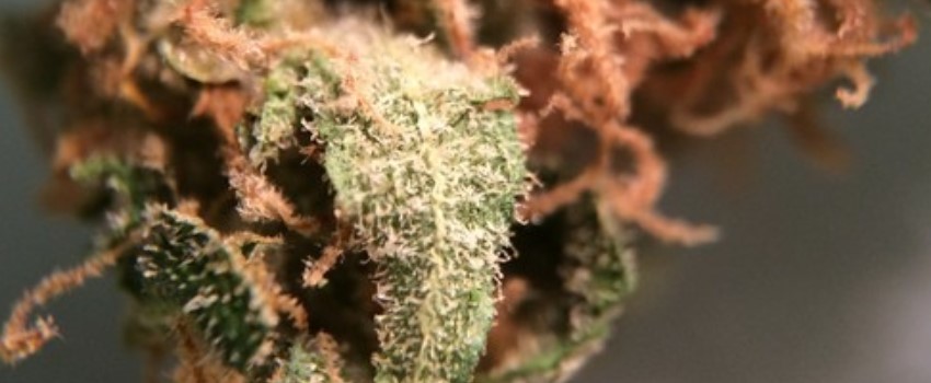 Critical Kush Odor and Flavors