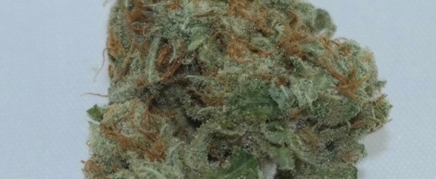 Green Queen Odor and Flavors