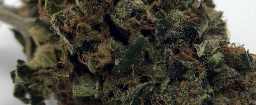 East Coast Sour Diesel Medical Use and Benefits