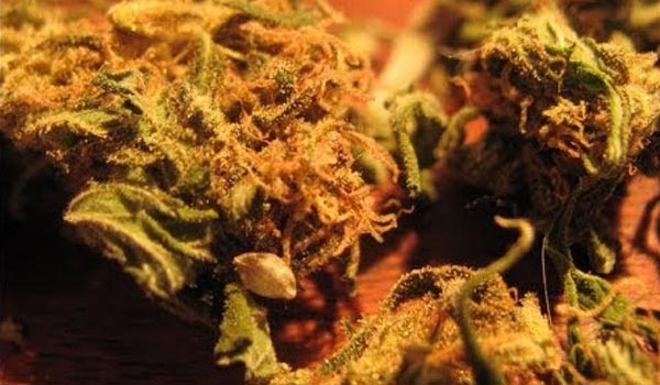 Caramelicious Strain Effects