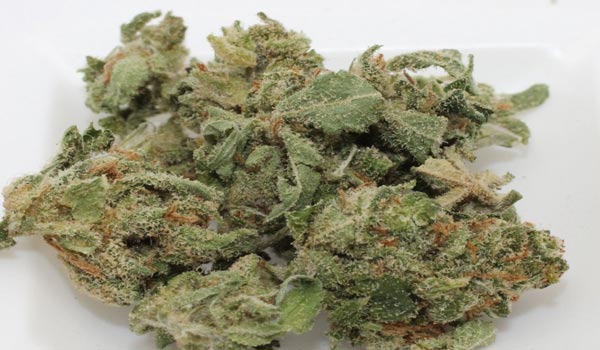 Jamaican Pearl Strain Review - Bonza Blog