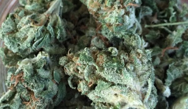 Blue OG Strain Review - Bonza Blog